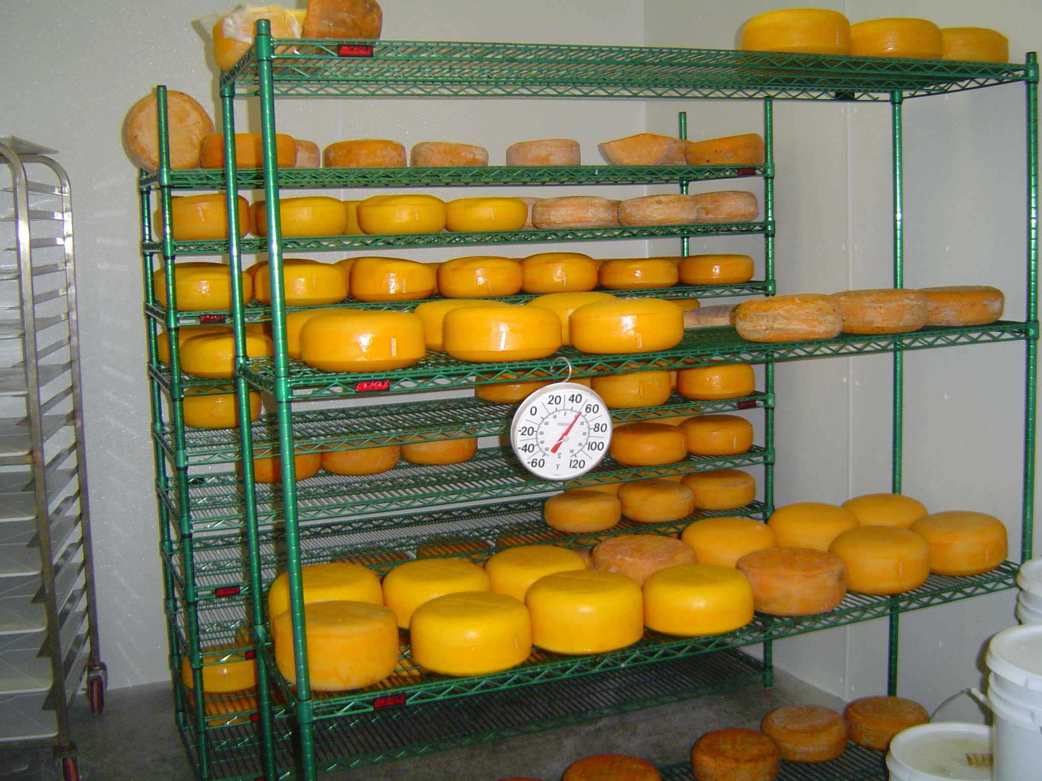 Cheeses in the Ripening Room